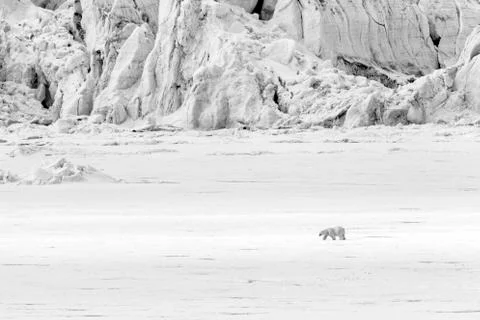 Polar bear runs along a ice floe along a glacier, Svalbard, Spitsbergen, Norw Stock Photos