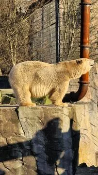 A Polar Bear Seen at the Zoo Happily Enjoying the Warm Sunlight on a Beautiful Stock Photos