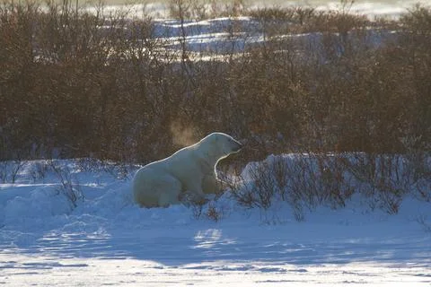 A polar bear shaking snow off with a second polar bear hiding behind willows Stock Photos