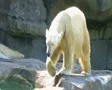 Polar Bear Shaking Off Water SD Footage