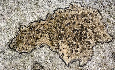 Polar bear shaped patch of light brown lichen on a gray colored rock. Macro Foto stock