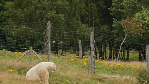 Polar Bear Sitting and Moving in Scottish Wildlife Reserve Stock Footage 321801131