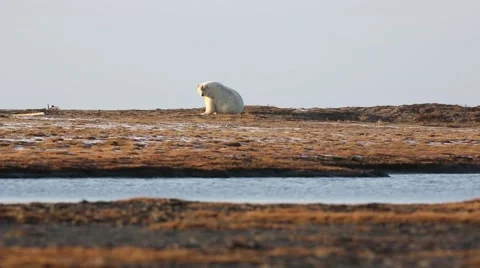 Polar Bear sitting Stock Footage 46944234