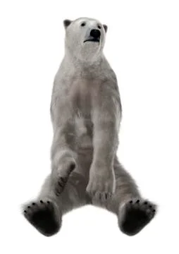 Polar Bear Sitting Stock Illustration