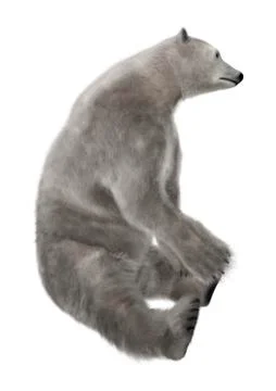 Polar Bear Sitting イラスト素材
