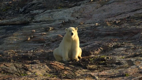 Polar Bear Sitting on Rocky Coast 4k Telephoto Shot 動画素材 338264553