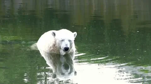 Polar bear sitting in water Stockbeeldmateriaal 12740033