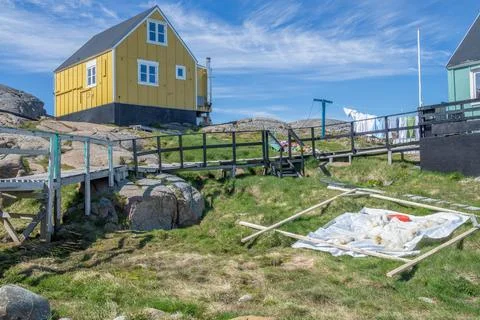 Polar bear skin drying on grass in Greenland Stock Photos