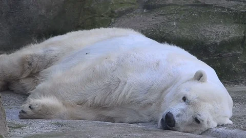 Polar bear is sleeping Stock Footage 93781082
