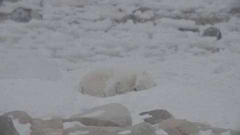 Polar bear sleeping peacefully Stock Footage 158770497