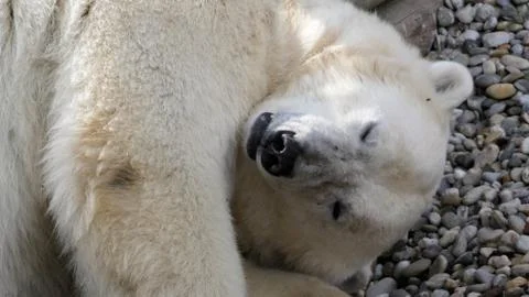 Polar bear sleeping Stock Photos