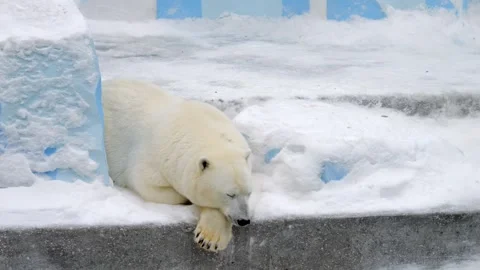 Polar bear is sleeping on a snow covered ledge Stock Footage 304564493