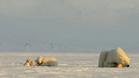 Polar Bear sleeping while two Polar Bear cubs play around in the Arctic Stock Footage 291623210