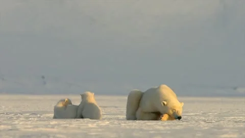 Polar Bear sleeping while two Polar Bear cubs play around in the Arctic 스톡 동영상 291623292