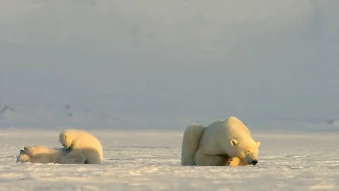 Polar Bear sleeping while two Polar Bear cubs play around in the Arctic Stock-Footage 297533435