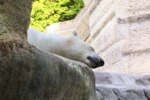 Polar bear sleeping at the zoo Stock Photos