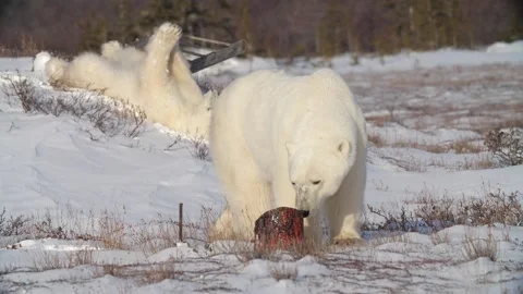 Polar bear slide down hill in background Stock Footage 158770551