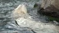 Polar Bear slow motion very closeup swimming around rock HD Footage