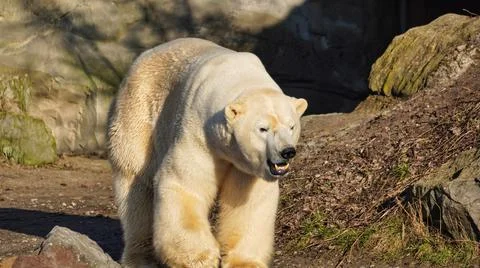 Polar bear slowly walking between rocks Stock Photos
