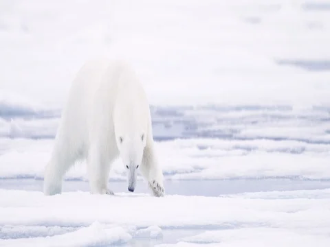 Polar Bear smelling ice while walking Stock Footage 70838942