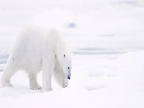 Polar Bear smells while walking on pack ice Stock Footage 70841704