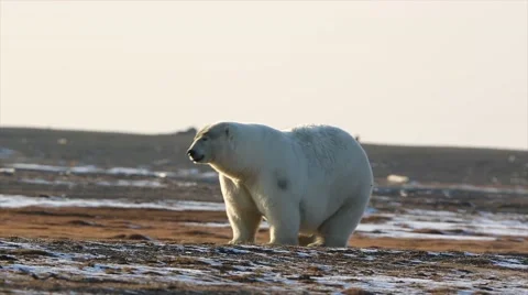 Polar bear sniff air ground walk Stock Footage 46130971