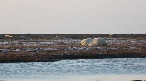 Polar Bear sniffing around Stock Footage 46971558