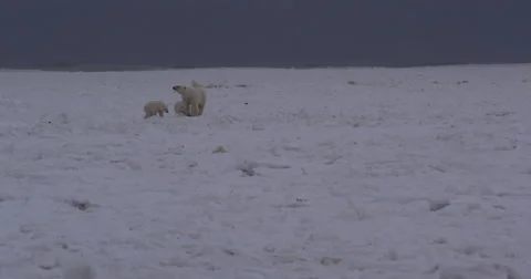 Polar bear sniffs for danger with cubs on sea ice in storm Stock Footage 67852659