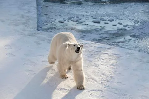 Polar bear on snow Stock Photos