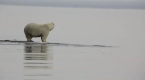 Polar Bear standing alone on edge of shore Stock Footage 51025748