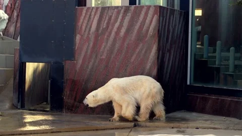 Polar Bear Standing and Walking in its Enclosure at Ueno Zoo Stock Footage 334736163