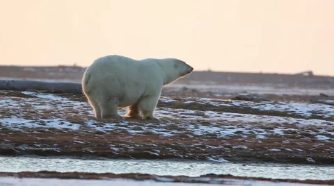 Polar Bear standing around Stock Footage 46971335