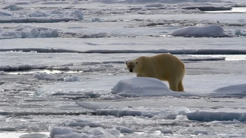 Polar Bear Standing on broken sea ice, North Pole, Svalbrad Stock Footage 127967997