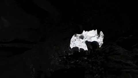 Polar bear standing in dark cave with snowy mountain outside. Stock Footage 266652401