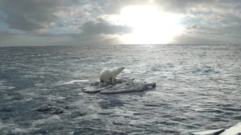 Polar bear Standing on last melting iceberg in the ocean Stock Footage