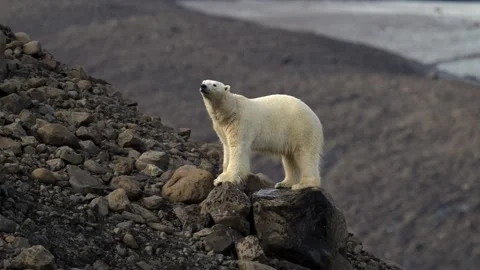 Polar Bear Standing on Rocky Cliff Overlooking Arctic Terrain 4k Shot Stock Footage 338264529