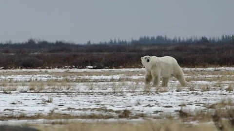 Polar bear stands and walks, Canada Stock Footage 201890391