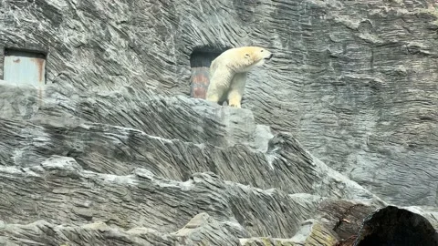 Polar bear. Stock video clip. 4K Stock Footage 207812853