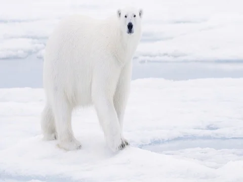 Polar Bear stops &amp; looks at camera Stock Footage 70833772