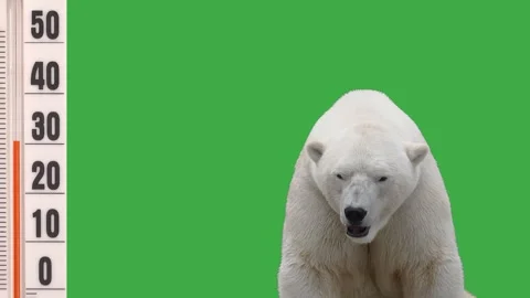 Polar bear suffering from hot temperature on green screen background. Video stock 339002866