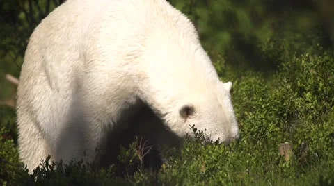 Polar bear in summer Stock Footage 52633343