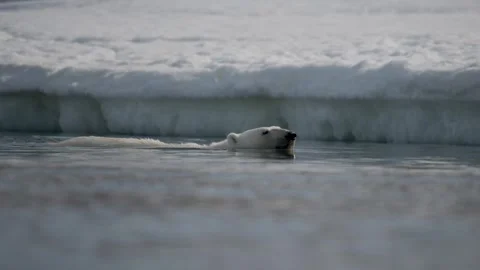 Polar Bear swim 스톡 동영상 340899494