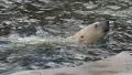 Polar Bear swimming and diving in water near rock HD Footage