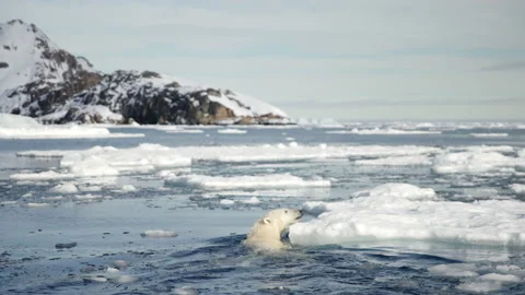 Polar Bear swimming away from camera. Kuugaarmiut, South East Greenland Stock Footage 167364322