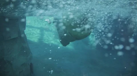 Polar Bear Swimming Stock Footage
