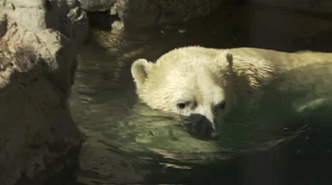 Polar Bear Swimming Video stock 19055368