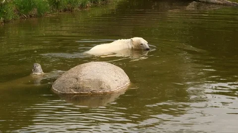 Polar bear swimming in pond while looking around Stock Footage 104149430