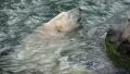 Polar Bear swimming at rocks very closeup in rough water HD Footage