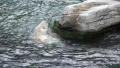 Polar Bear swimming in rough water around rocks HD Footage