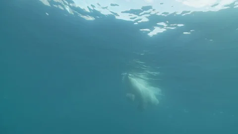 Polar bear swimming on the surface of the water in the Arctic Ocean Vidéo 100610550